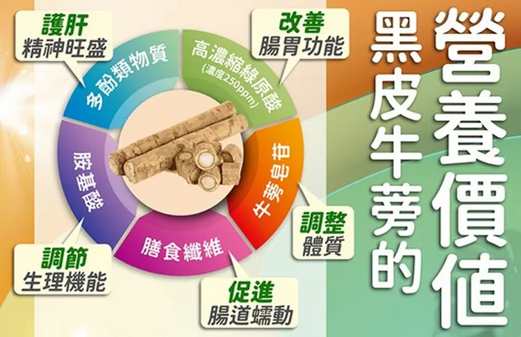▲比一般白皮牛蒡更為粗大的黑皮牛蒡，營養價值更豐富，「健康好蒡」即是採用特選無農藥的日本柳川「黑皮牛蒡」。