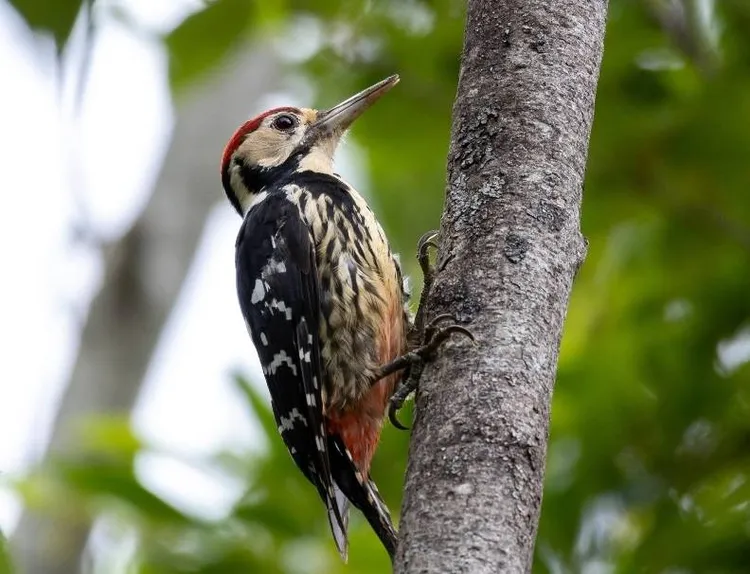 大赤啄木鳥推估數量不到3000隻。武陵農場提供