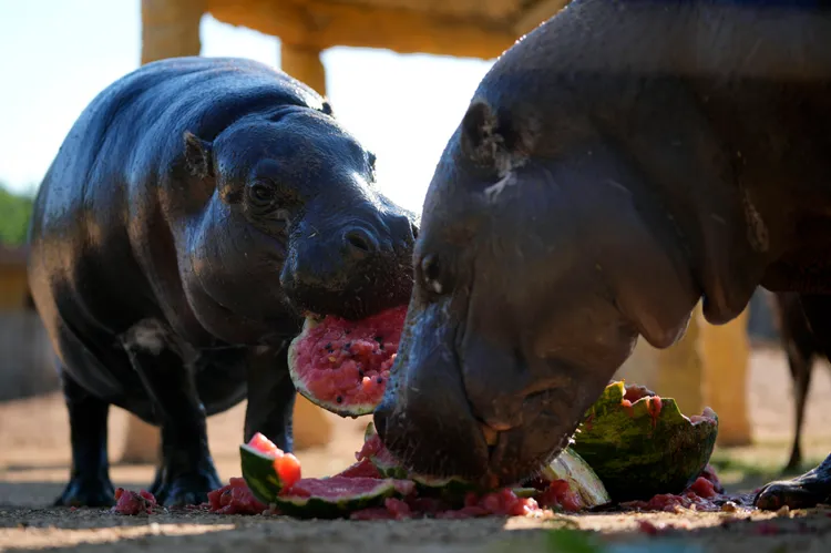 倭河馬Lizzy（左）和Jamal不用等待冰塊融化，直接啃冰鎮西瓜。美聯社