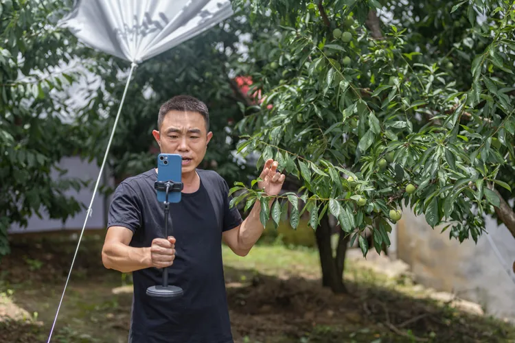 中國重慶一名直播主推銷巫山脆梅。新華社