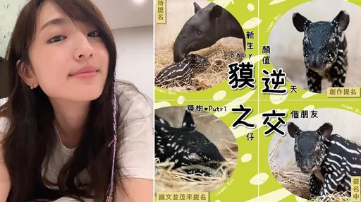柯佳嬿被動物園tag幫馬來貘男寶寶取名 吐出3個字網友都笑了