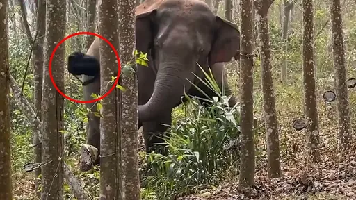 野生象散步「一鼻子找出2.8公斤毒品」　人類亂扔草叢藏不住