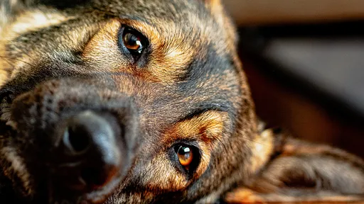 被朋友愛犬咬一口「2周後喪命」　她拖1周痛到就醫才知染罕見細菌