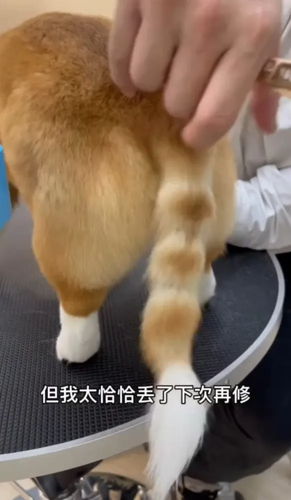 柯基尾巴比腿長，大部分柯基幼犬都會斷尾。早期追趕牛羊工作犬為了安全要刻意斷尾和衛生考量。TikTok@chinchin_hihi 提供