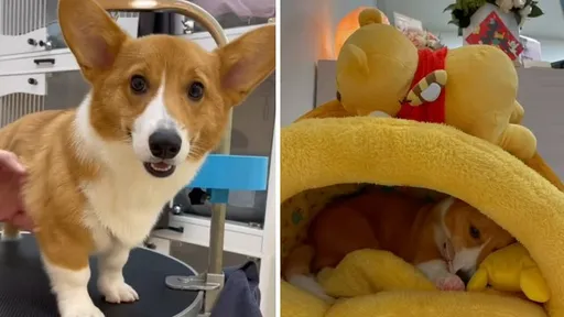 柯基洗澡全紀錄 「媽媽」自以為懂旁白心情撈流量