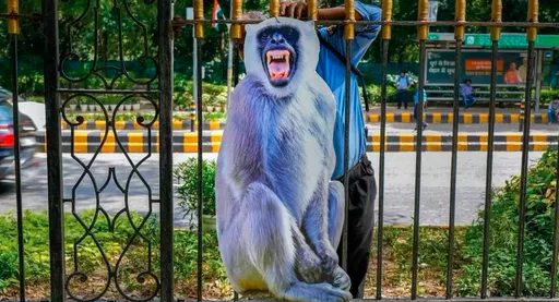 怕都市猴子擾亂G20峰會 印度使出這奇招「以猴制猴」