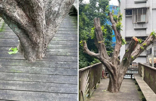 蓮霧果樹慘遭斷頭！議員怒轟：北市府包商成樹木殺手
