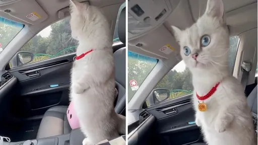 嘿!這裡我罩的 超萌招財貓睜大眼巡查中