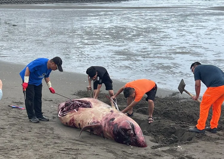 現場完成解剖採檢後已就地掩埋。桃園市環保局提供