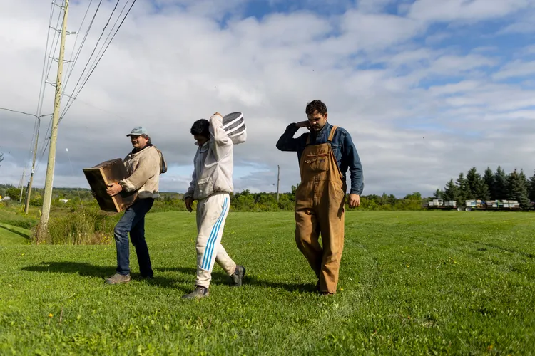 載運蜂箱的駕駛人詹姆森（左起）和蜂箱所有人，在現場清理；右為到場幫忙的養蜂人。美聯社
