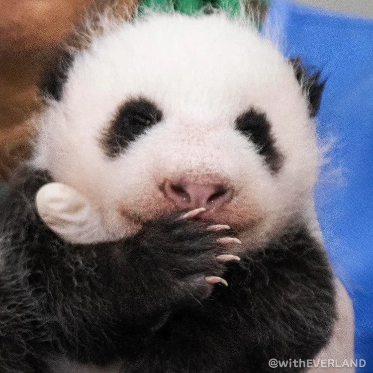 翻攝愛寶樂園推特