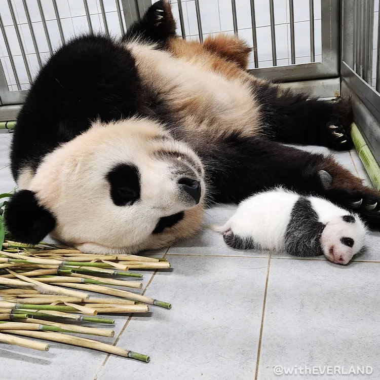 貓熊媽媽「愛寶」露出帶孩子疲態。翻攝愛寶樂園推特