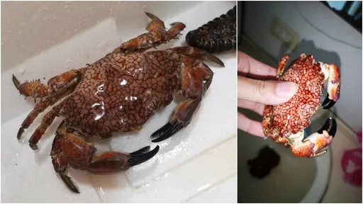1隻可毒死500人！澎湖漁民捉到劇毒蟹王　一查竟是「繡花脊熟若蟹」