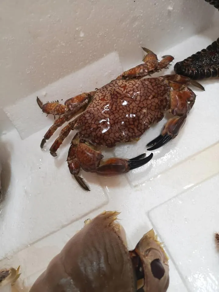 3年前有網友也差點吃下「繡花脊熟若蟹」。翻攝自爆廢公社