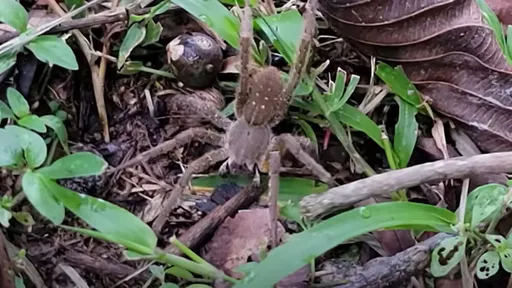 劇毒蜘蛛咬到變「金槍不倒」 泌尿醫苦喊:別再私訊我了