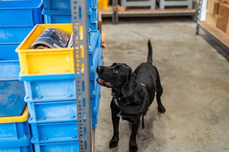 新加坡警隊嗅彈犬「洛基」。翻攝臉書@Singapore Police Force