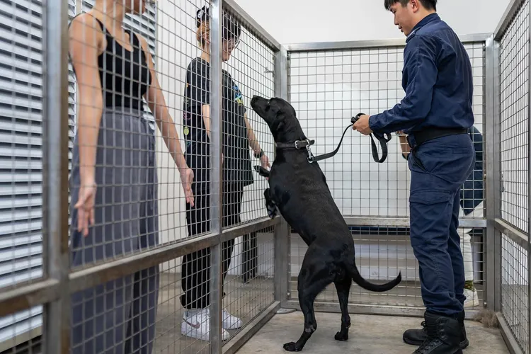 新加坡警隊嗅彈犬「洛基」。翻攝臉書@Singapore Police Force
