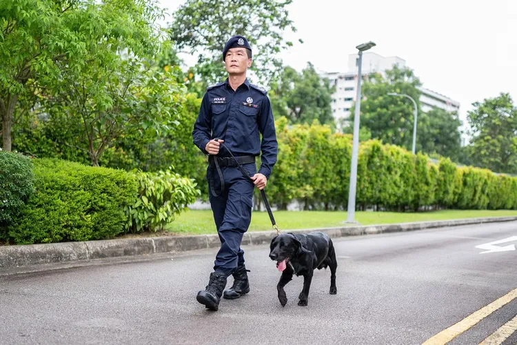 新加坡警隊在臉書秀出嗅彈犬「洛基」。翻攝臉書@Singapore Police Force