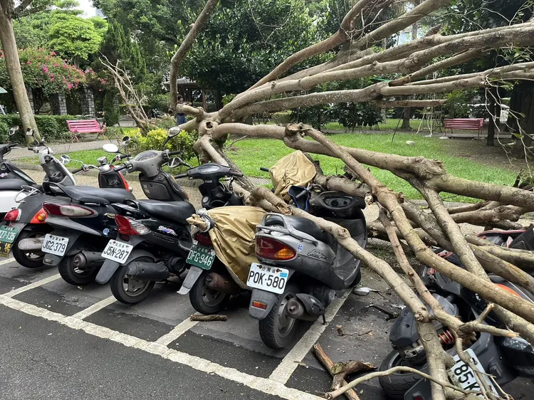 新店路樹倒塌，壓中路邊停放8部機車。翻攝畫面