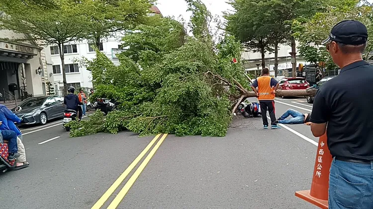 路樹倒向路面，3輛汽機車遭到波及。讀者提供