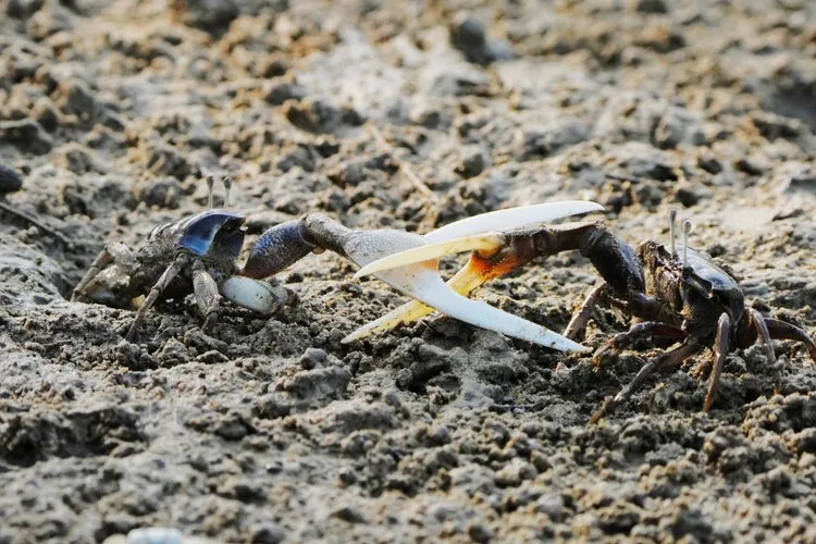 香山濕地內的台灣旱招潮。新竹市府提供