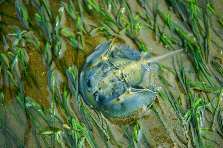 香山濕地內的三棘鱟。新竹市府提供