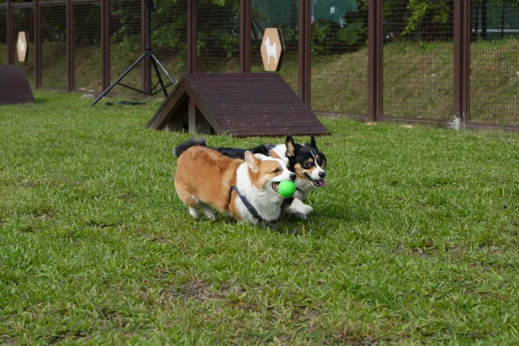 北市有19處狗公園讓狗狗自由自在活動。北市動保處提供