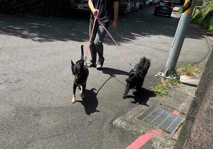 飼主出外遛狗請繫牽繩或適當防護措施。北市動保處提供