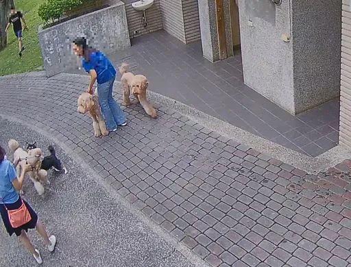 北市寵物疏縱案開罰破百件 4成攻擊人犬!飼主最重噴15萬、還被判拘役