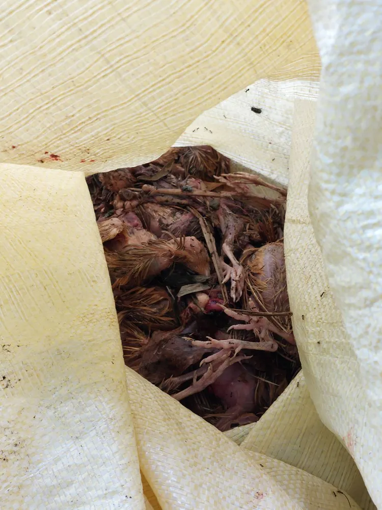 上千隻鵪鶉均已死亡。縣府提供