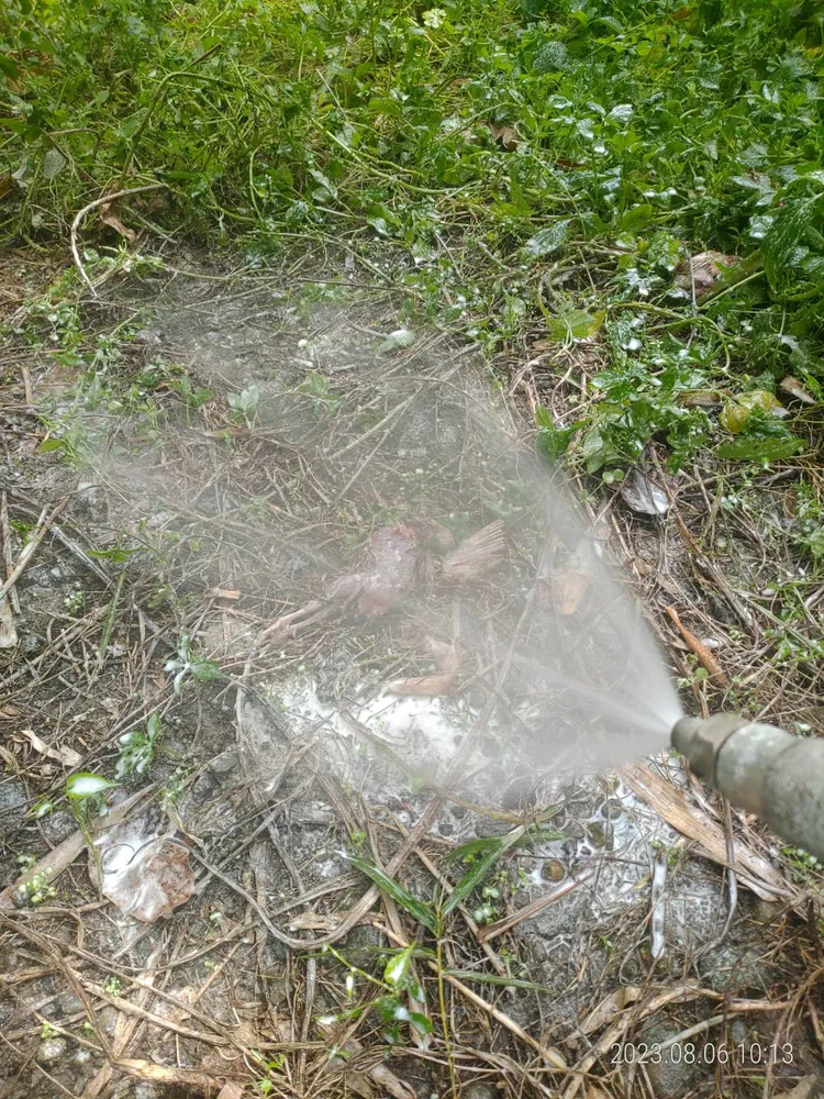 縣府農業處派人到現場消毒並清除鵪鶉。縣府提供