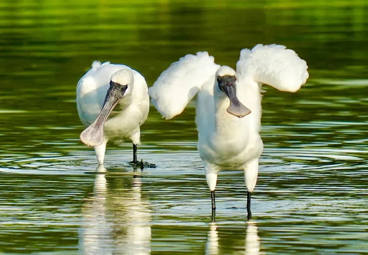 黑面琵鷺亞成鳥。拍鳥俱樂部莊峻鏞提供