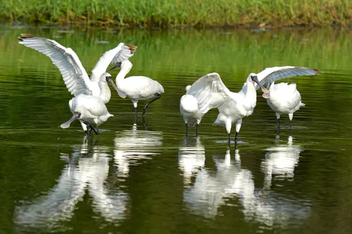 黑琵青少年在台放暑假! 鳥友新竹金湖城驚豔