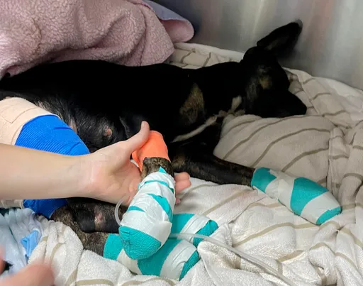 貓狗腳爪被燒到見骨　夏威夷無情大火後約3千寵物失蹤