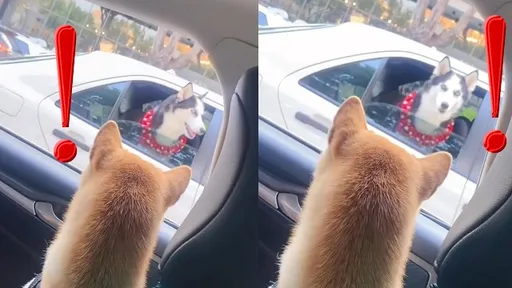 看對眼了？二哈柴犬面面相覷　下秒道聲「有緣再見」