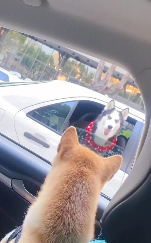 哈囉！你在看我嗎？。IG @lele_theshiba 提供