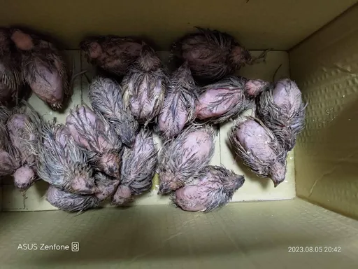 彰化社頭清水岩遭棄置2千隻鵪鶉 屍橫遍野!縣府緊急追查源頭