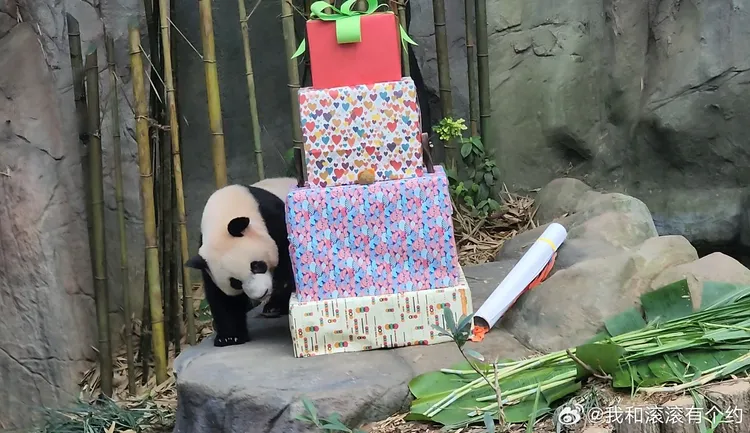 園方為叻叻準備巨型蛋糕慶生。翻攝微博