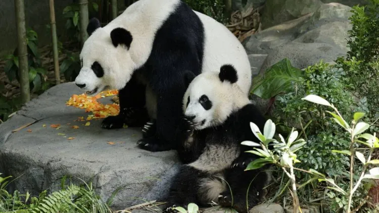 叻叻與母親嘉嘉。翻攝新加坡河川生態園官網