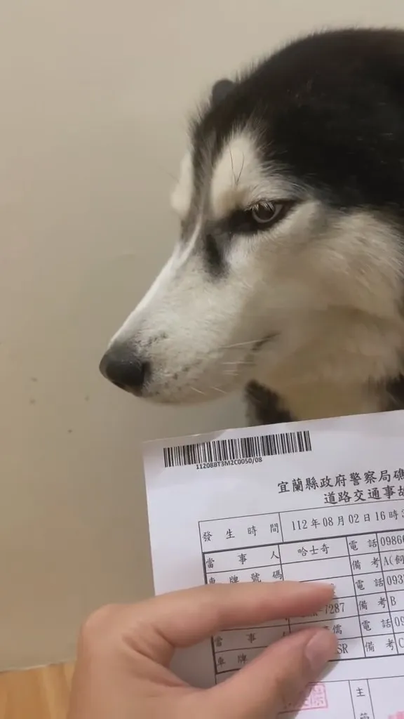 交通事故初判表上，載明當事人是「哈士奇」。翻攝自當事人IG