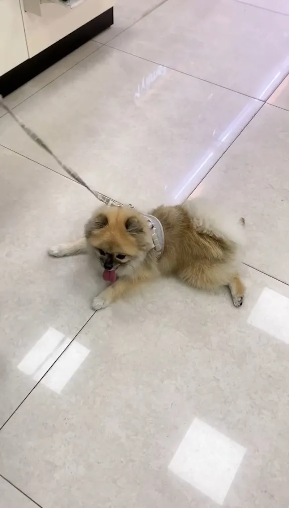 博美狗趴在店家吹冷氣，天氣太熱不想動了。抖音@eva111215 提供