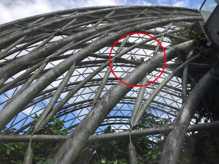 台北動物園穿山甲館施工中。動物園提供