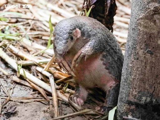 天龍國穿山甲路殺　台北動物園：不是我家的！穿山甲館下月施工休館