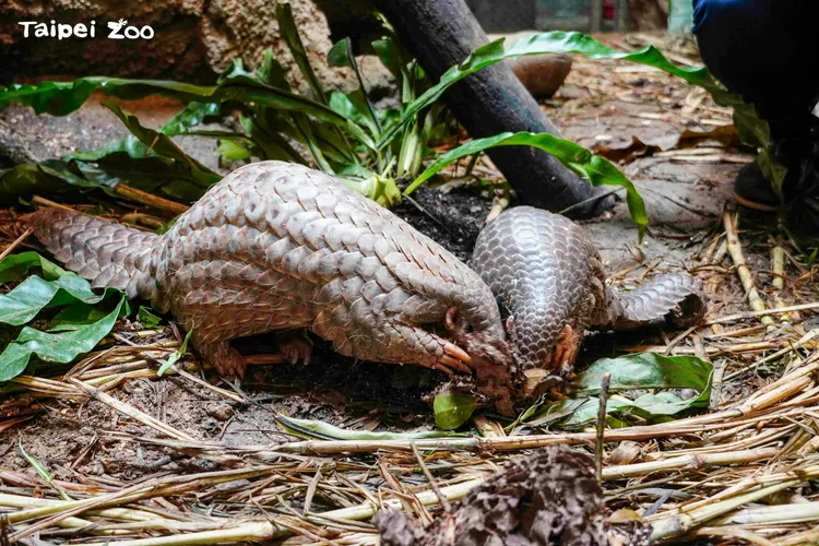 園方表示，目前園內17隻穿山甲。動物園提供