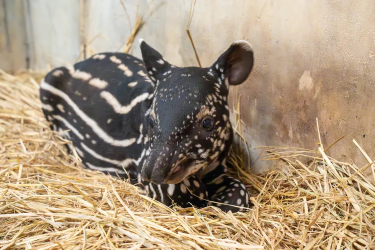 媽媽不在身邊時會靜靜躺著。動物園提供