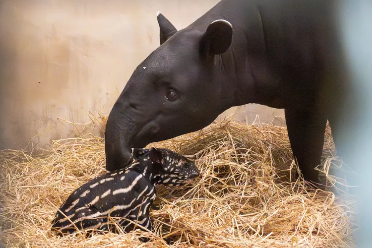 第一次當媽媽的Putri細心照顧貘寶寶。動物園提供
