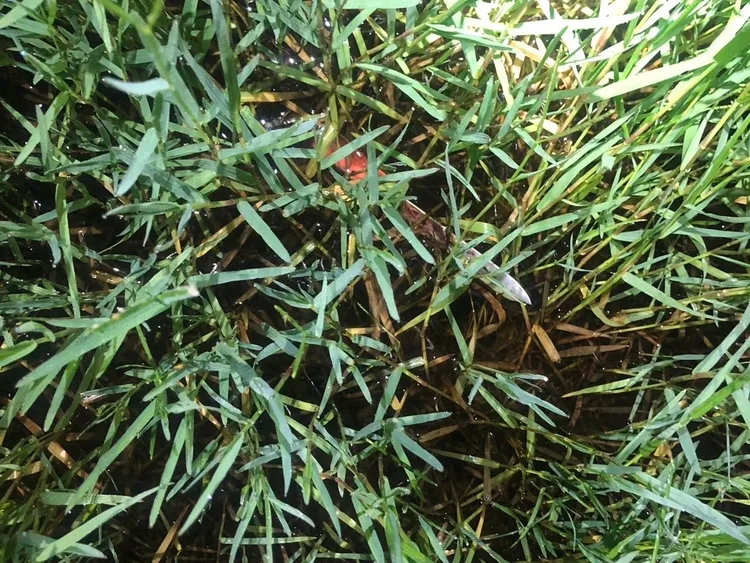 警方在草叢起獲疑似兇刀。讀者提供