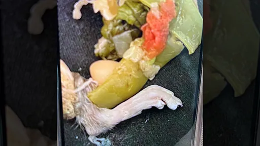 喝蔬菜汤「吃到带爪老鼠腿」 餐厅经理笑了:我们通常不放肉的