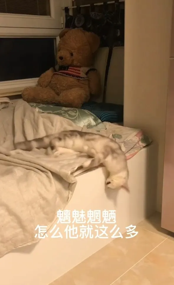 貓咪睡翻天，準備要摔下床了。IG @7sins46 提供