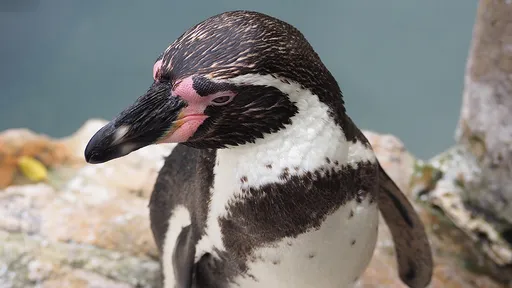 動物園企鵝「被斬首謀殺」　飼養員憂人類行兇、警察猜測狐狸幹的